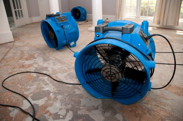 Best Water damage cleanup near me  in Somonauk, IL